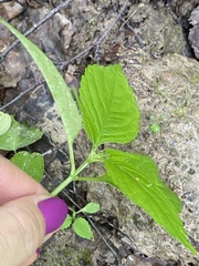 Impatiens parviflora