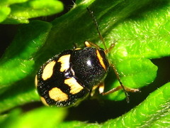 Cryptocephalus koltzei