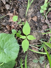 Impatiens parviflora