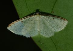 Epiphryne undosata
