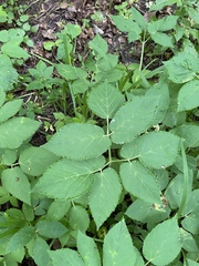 Aegopodium podagraria