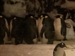 Aptenodytes forsteri