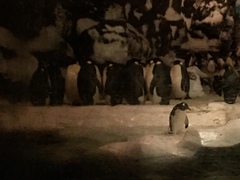 Aptenodytes forsteri