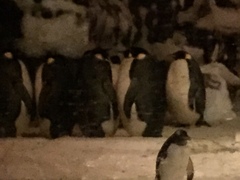 Aptenodytes forsteri