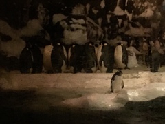 Aptenodytes forsteri