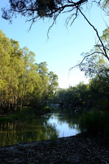 Haliaeetus leucogaster