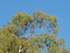 Haliaeetus leucogaster