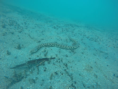 Tiger Snake Eel