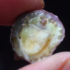 Crepipatella lingulata