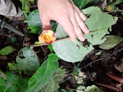 Solenophora calycosa