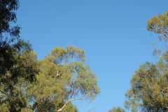 Haliaeetus leucogaster