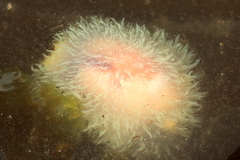 Acanthodoris