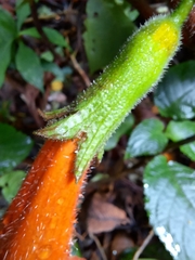 Solenophora calycosa