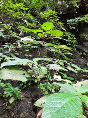 Solenophora calycosa