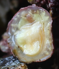 Crepipatella lingulata