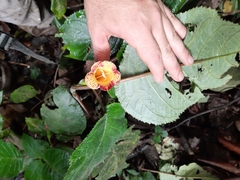 Solenophora calycosa