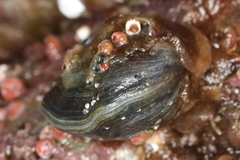 Hemithiris psittacea