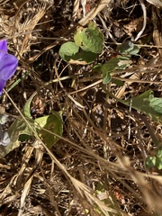 Viola pedunculata