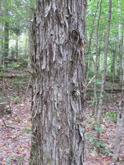 Acer rubrum image