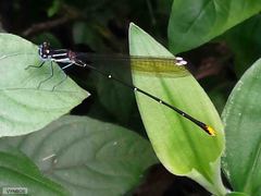 Allocnemis leucosticta