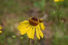 Helenium campestre