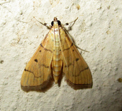 Psara atritermina