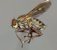 Coenosiinae