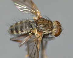Coenosiinae