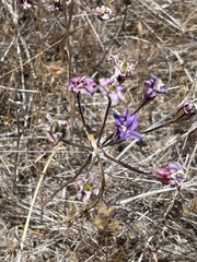 Brodiaea kinkiensis
