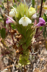 Castilleja rubicundula