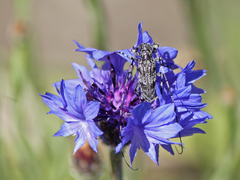 Acanthocinus obliquus