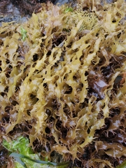 Grateloupia californica