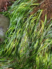 Phyllospadix serrulatus