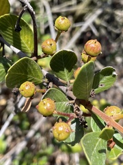 Ceanothus megacarpus insularis