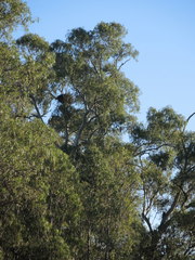 Haliaeetus leucogaster