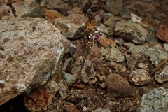 Streptanthus batrachopus