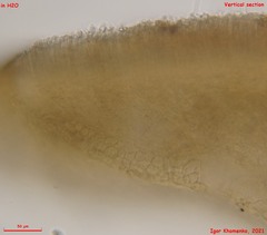 Hymenoscyphus repandus