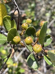 Ceanothus megacarpus insularis