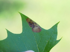 Ectoedemia platanella