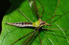 Leptotarsus albistigma