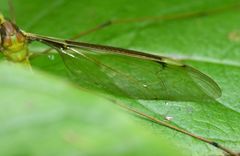 Leptotarsus albistigma