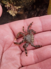 Hapalogaster mertensii