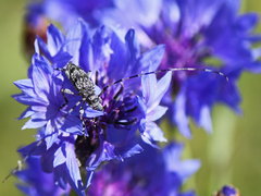 Acanthocinus obliquus