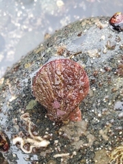 Chlamys hastata