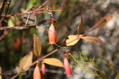 Halleria lucida