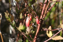 Halleria lucida