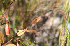Halleria lucida