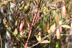 Halleria lucida
