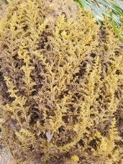 Neorhodomela
