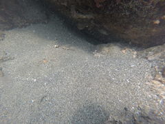 Coryphopterus urospilus